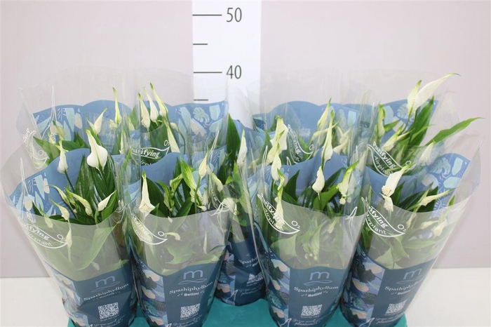 <h4>Spathiphyllum Bellini</h4>