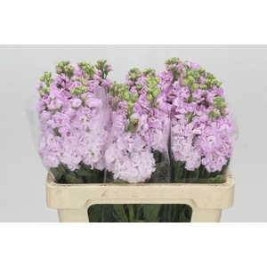 Matthiola Iron Cherry Blossom