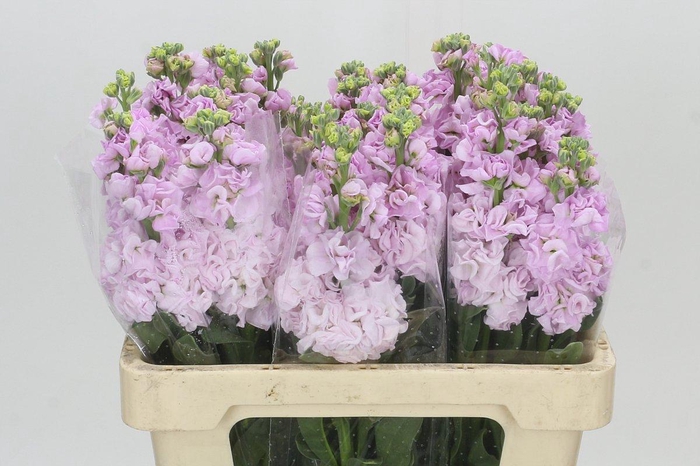 <h4>Matthiola Iron Cherry Blossom</h4>