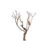 Syringa Branch Extra Fongueuse