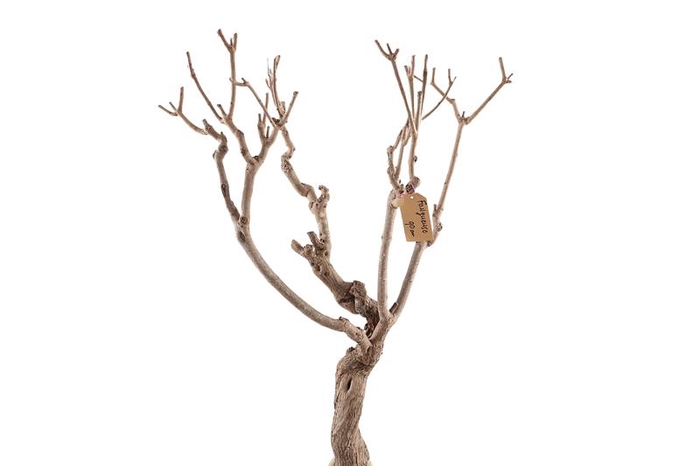 Syringa Branch Extra Fongueuse