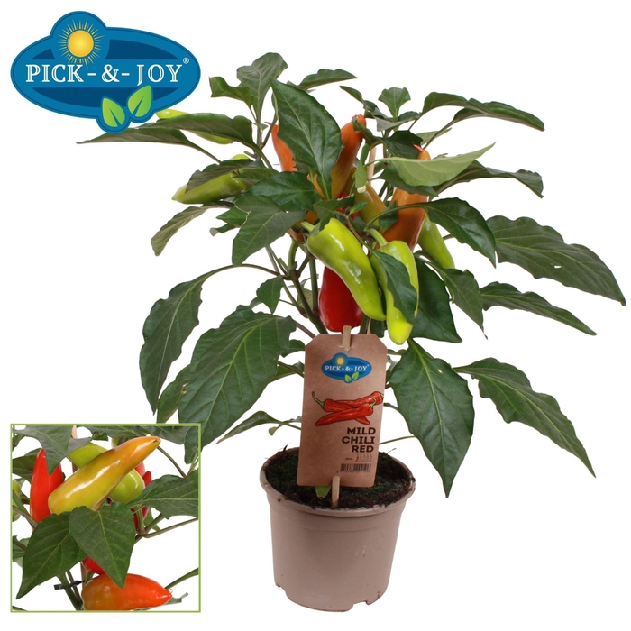 <h4>PEPER PLANTEN</h4>