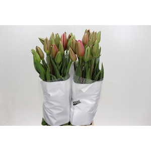 Tulipa (frans) En La Romaine