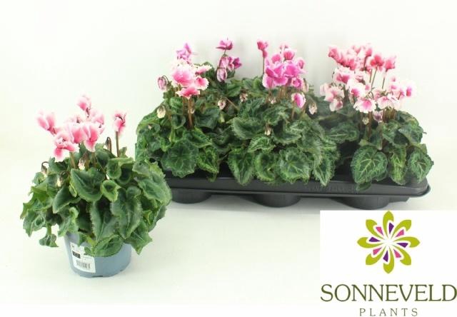 <h4>CYCL MD ABANICO</h4>