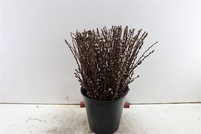 <h4>Perzikbloesem Short 55cm P Bunch</h4>