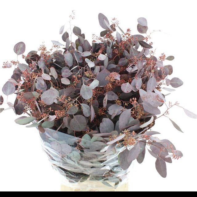 <h4>EUC PO FRU KLB BS H%</h4>