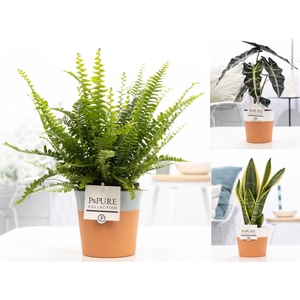 Groene planten mix icm P&PURE Terra Cotta ass.2