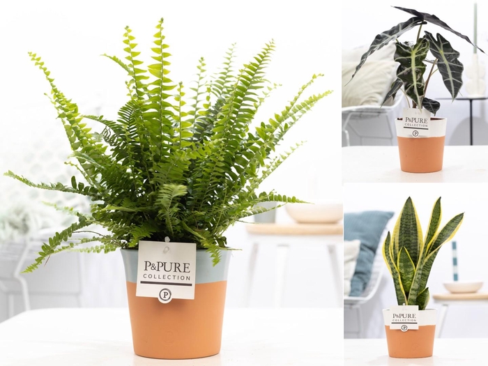 <h4>Groene planten mix icm P&PURE Terra Cotta ass.2</h4>