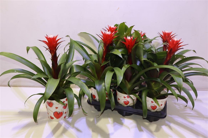 <h4>arr8 Guzm Hope In Love Potcover</h4>