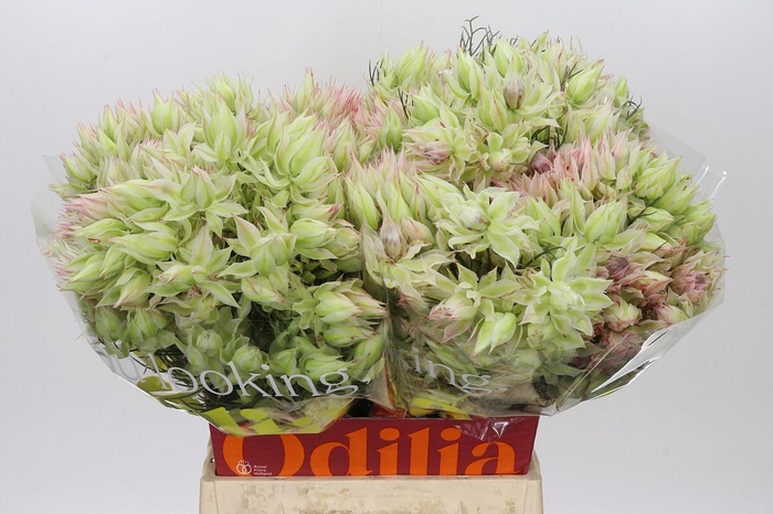 <h4>Blushing Bride 6/9 Flowers</h4>