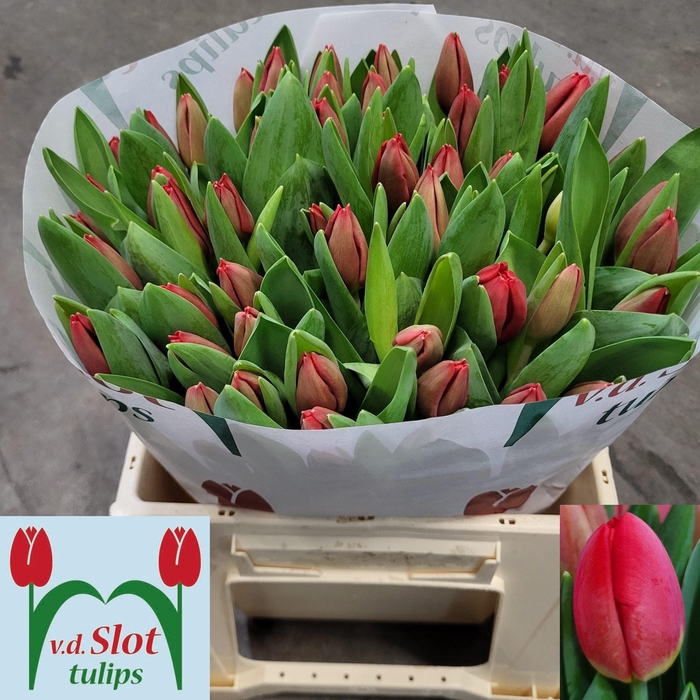 <h4>TU EN ESCAPE</h4>