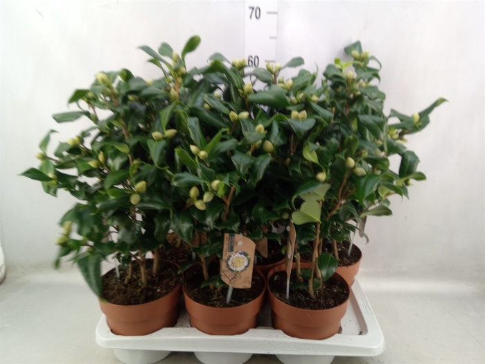 <h4>Camellia japonica 'Brushfield Yell'</h4>