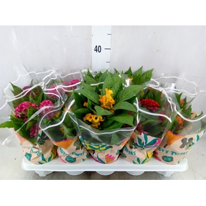 Celosia arg. CR 'Twisted'   ...mix