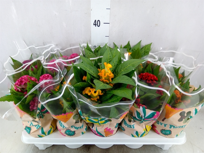 <h4>Celosia arg. CR 'Twisted'   ...mix</h4>