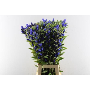 Gentiana Blauw L 90 X 40 Xx