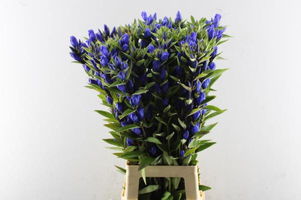 <h4>Gentiana Blauw L 90 X 40 Xx</h4>
