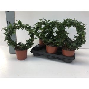 Hedera Shamrock Mini Boog