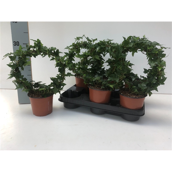 <h4>Hedera Shamrock Mini Boog</h4>