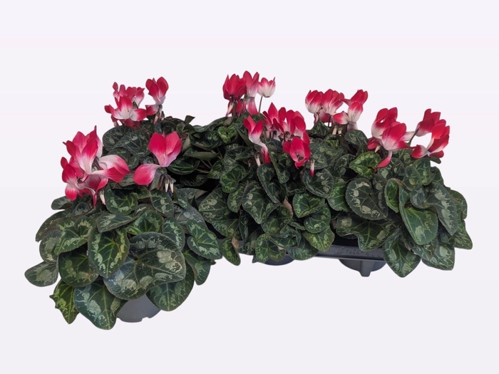 <h4>CYCL MD INDIAKA</h4>