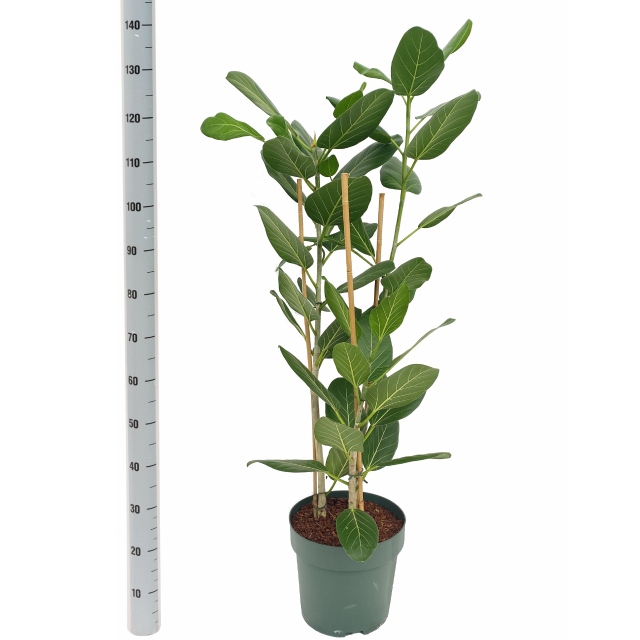 FICUS BENG AUDREY