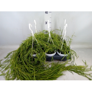 Hoya linearis