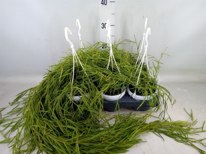 <h4>Hoya linearis</h4>