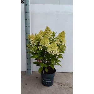 HYDR PANICULATA LIV COCKTAIL P23 10+
