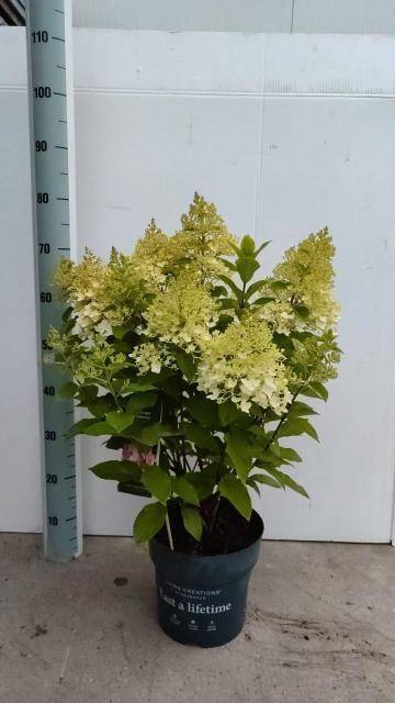<h4>HYDR PANICULATA LIV COCKTAIL P23 10+</h4>