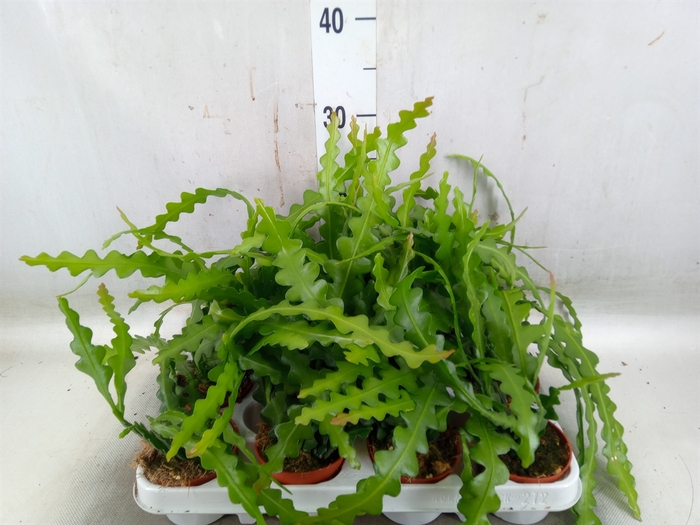 <h4>Epiphyllum anguliger</h4>