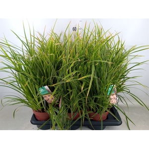 Carex morrowii 'Ice Dance'