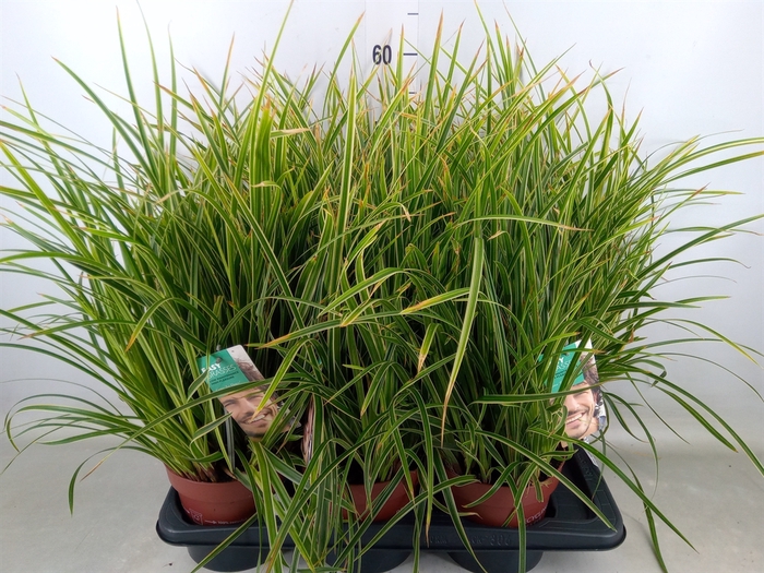 <h4>Carex morrowii 'Ice Dance'</h4>