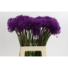 Allium Purple Sensation