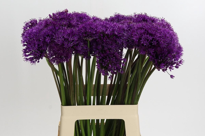 Allium Purple Sensation