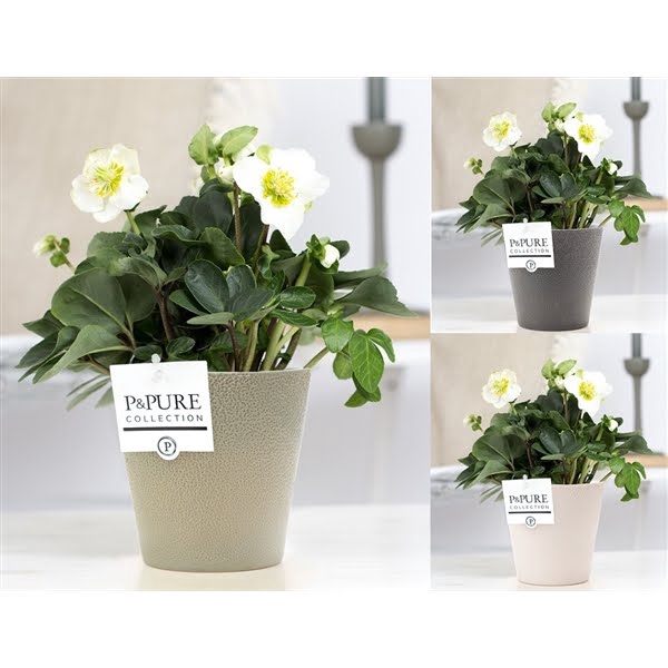 <h4>1st class Helleborus "Xmas C." in P&PURE Ruby ceramics ass. 3</h4>