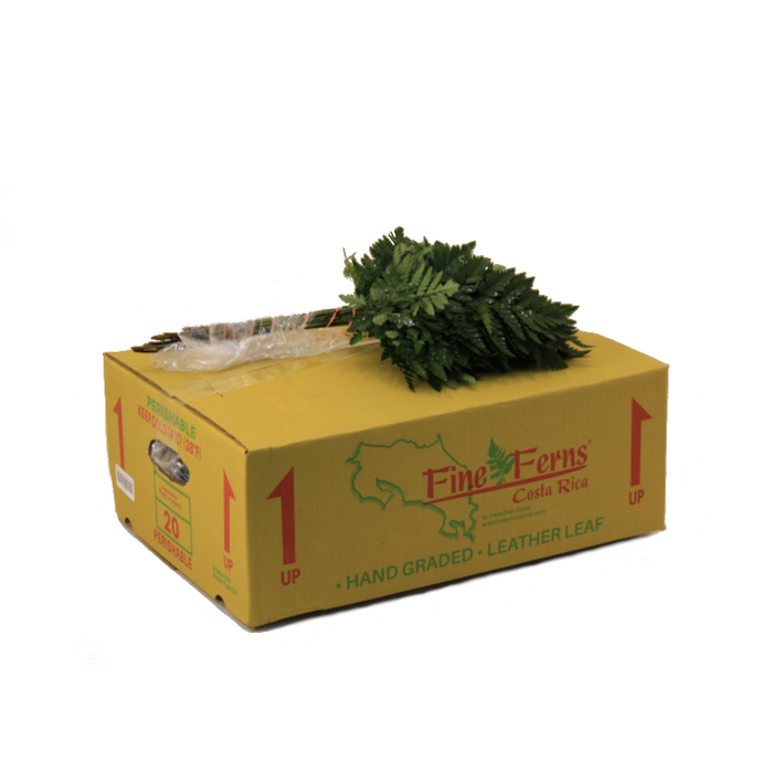 <h4>LEDERVAREN JUNIOR FINE FERNS</h4>