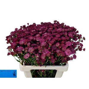 Astr Red Joyce