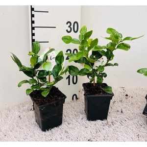 Citrus hystrix ''Kaffir-Lime''(no fruits)