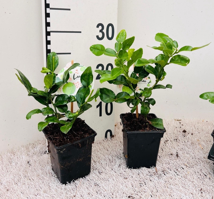 <h4>Citrus hystrix ''Kaffir-Lime''(no fruits)</h4>