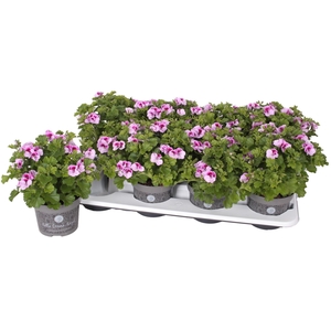 Pelargonium Pelargonium Grandifloru