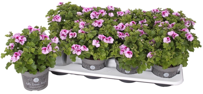 <h4>Pelargonium Pelargonium Grandifloru</h4>