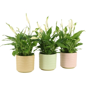 7502496: Solutionss Contradiction