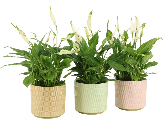 <h4>7502496: Solutionss Contradiction</h4>