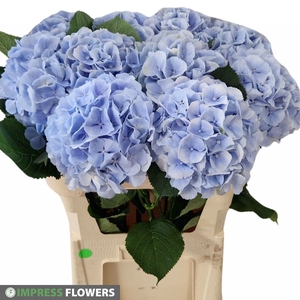 HYDR M CH VERENA BL