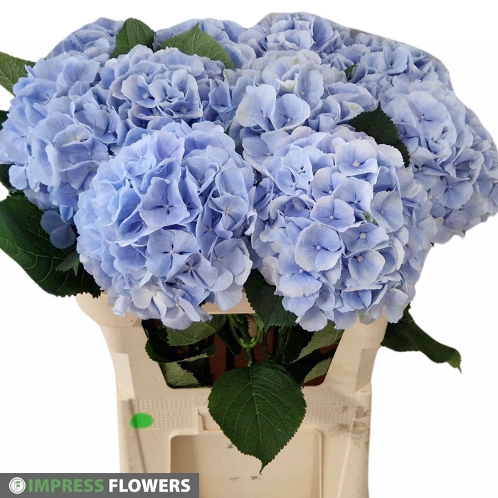 <h4>HYDR M CH VERENA BL</h4>