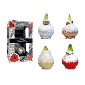 Amaryllis Red Snow Mix Carton