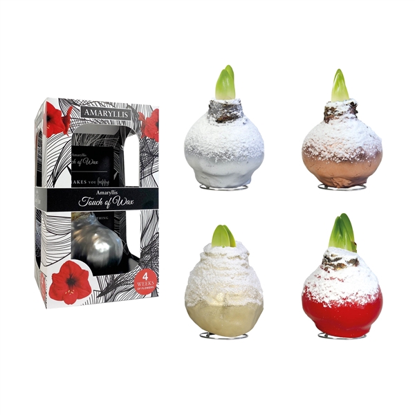 <h4>Amaryllis Red Snow Mix Carton</h4>