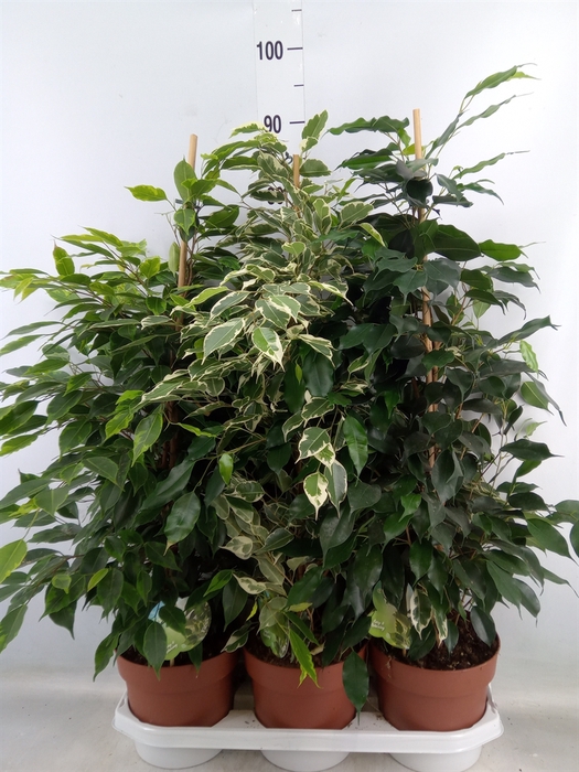 <h4>Ficus benja.   ...mix</h4>