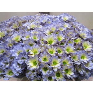 Chr T Bacardi Butterfly