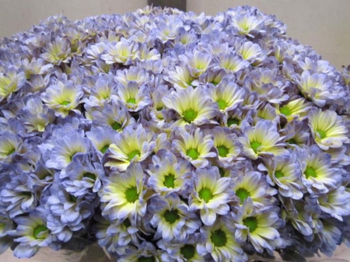 <h4>Chr T Bacardi Butterfly</h4>