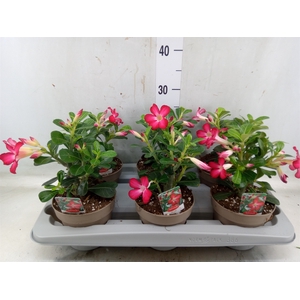 Adenium obesum 'Anouk'
